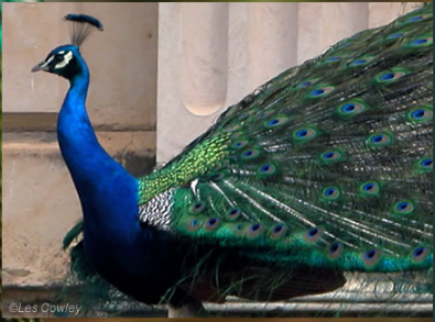 Unlocking color mechanism of peacock's feathers could lead to next-gen  color displays